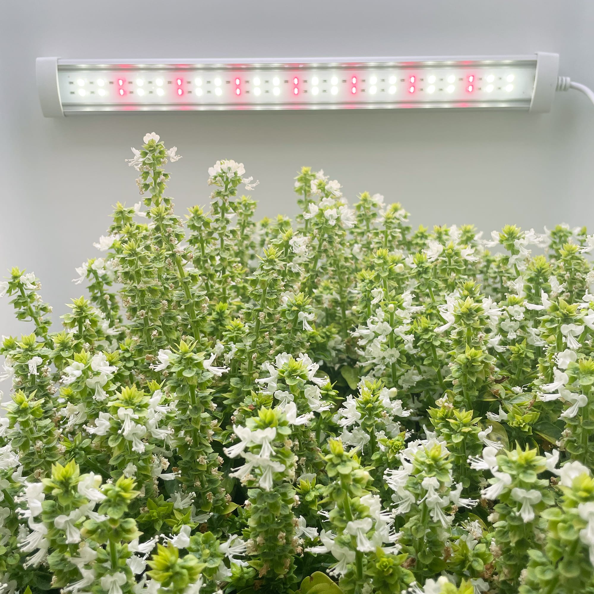 Hey abby D01 301EVO Bloom Boost supplemental led grow lights for cannabis flowering stage